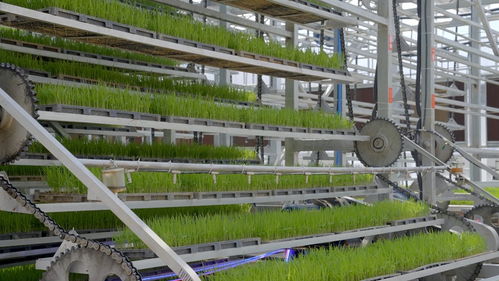 工厂化秧苗繁育系统 为智慧大棚装上集成与实用的智慧“大脑”